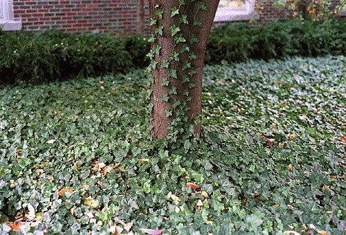 Thorndale English Ivy 48 Plants - Hardy Groundcover - 1 3/4" Pots - Image 2
