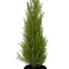 Lemon Scented Goldcrest Cypress Tree - Indoors/Out - 6" Pot
