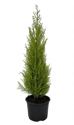 Lemon Scented Goldcrest Cypress Tree - Indoors/Out - 6" Pot