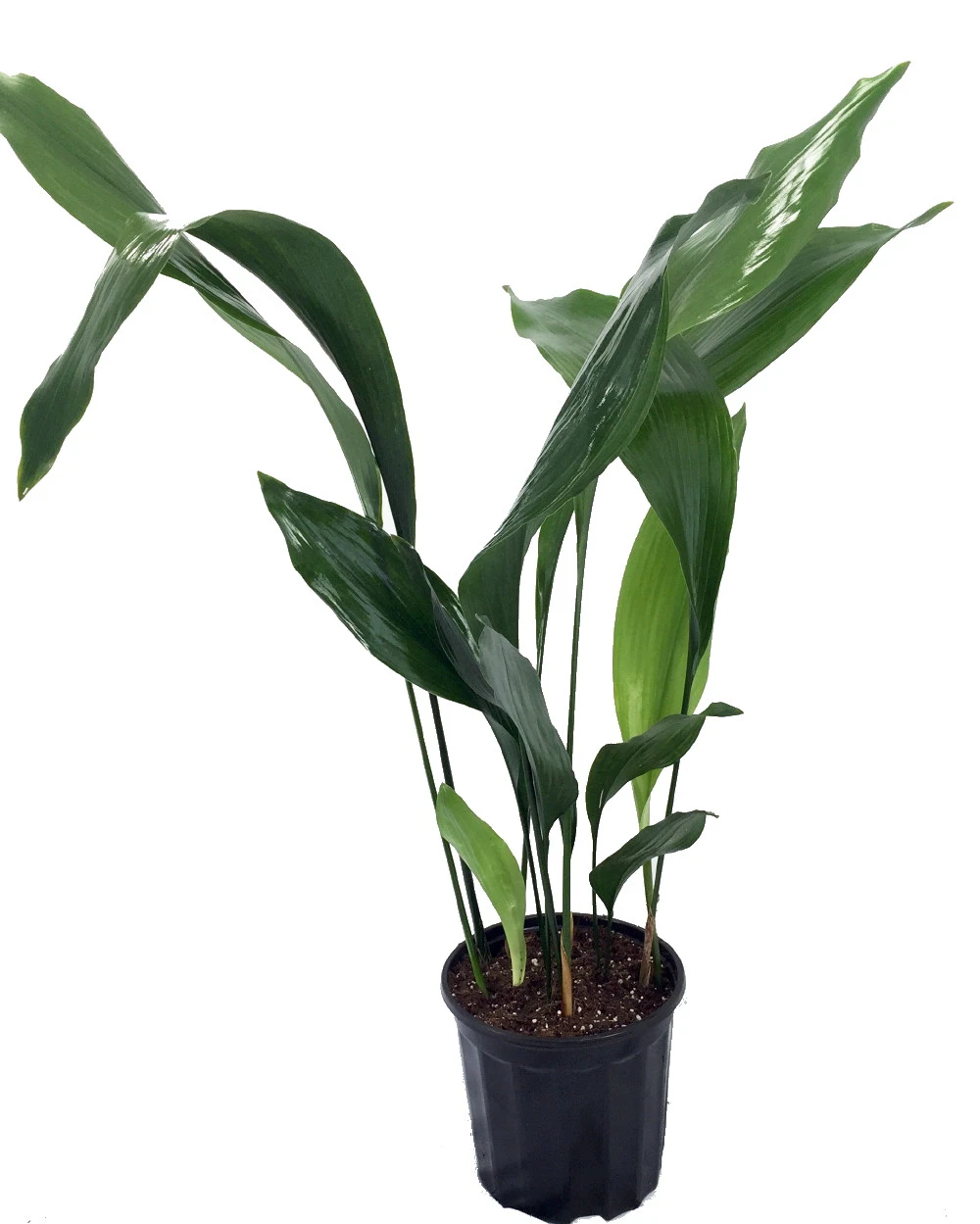 Cast Iron Plant - Aspidistra - Grows In Dim Light - 6" Pot - Image 2