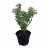 Snowflake Japanese Ming Aralia Tree - Polyscias - Indoor - 6" Pot - Thick Trunk