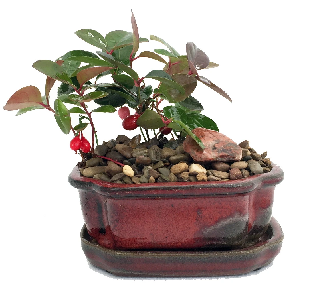 Wintergreen Bonsai With Berries In Ceramic Pot - Teaberry - Gaultheria - Aromatic Leaves