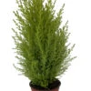Lemon Scented Goldcrest Cypress Tree - Indoors/Out - 4.5" Pot