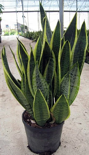 Futura Snake Plant, Mother-In-Law's Tongue, Barbershop Plant-Sanseveria - 6" Pot - Image 2