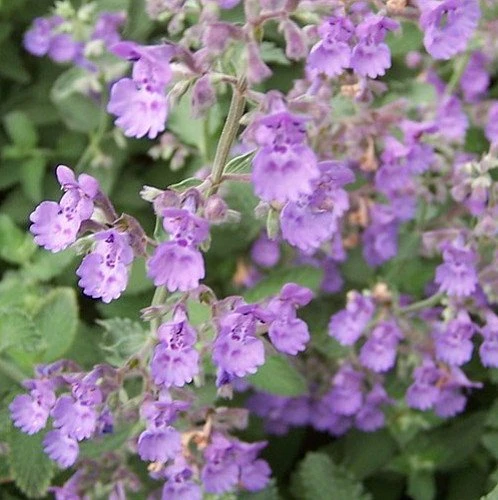 Walker's Low Catmint Perennial - Nepeta Faassenii - Live Plant - Gallon Pot