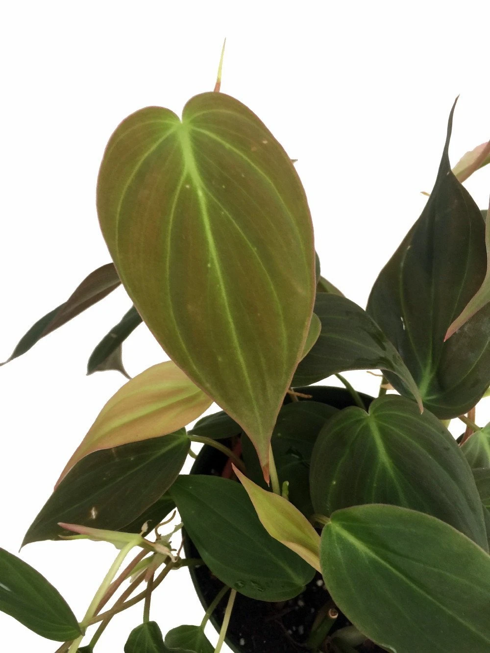 Rare Velvet Leaf Bronze Micans Vine - Philodendron - 4" Pot - Collector's Series - Image 3