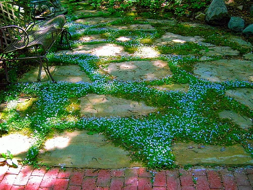 Blue Star Creeper - Isotoma - 3 Seasons Of Blooms - Gallon Pot - Image 5