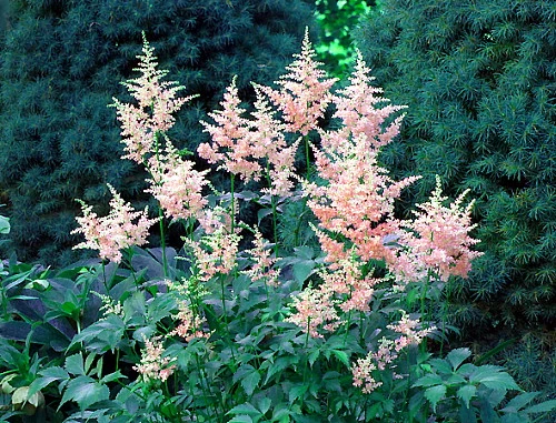 Peach Blossom Astilbe - Warm Peachy Pink - Live Plant - Quart Pot - Image 2