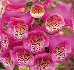Camelot Rose Foxglove - Digitalis - Hardy Perennial - Quart Pot