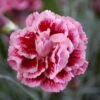 Scent First® Sugar Plum Dianthus- Fragrant Ruffled Flower- Live Plant- Quart Pot