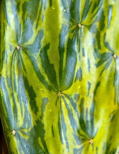 Warm Hand - Velvet Opuntia -Nopal Cactus-Opuntia Cochenillifera-Edible-4" Pot - Image 2