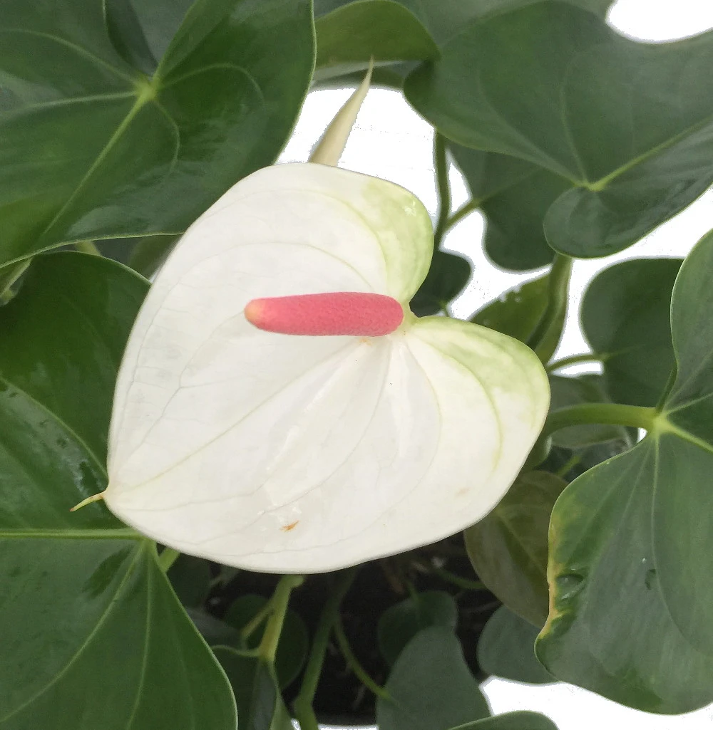 Beauty White Heart Anthurium Plant - Easy To Grow Blooming House Plant - 6" Pot - Image 2