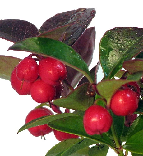 Wintergreen Bonsai With Berries In Ceramic Pot - Teaberry - Gaultheria - Aromatic Leaves - Image 3