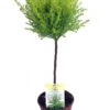 Lemon Scented Goldcrest Mini Poodle Cypress Tree - 4.5" Pot