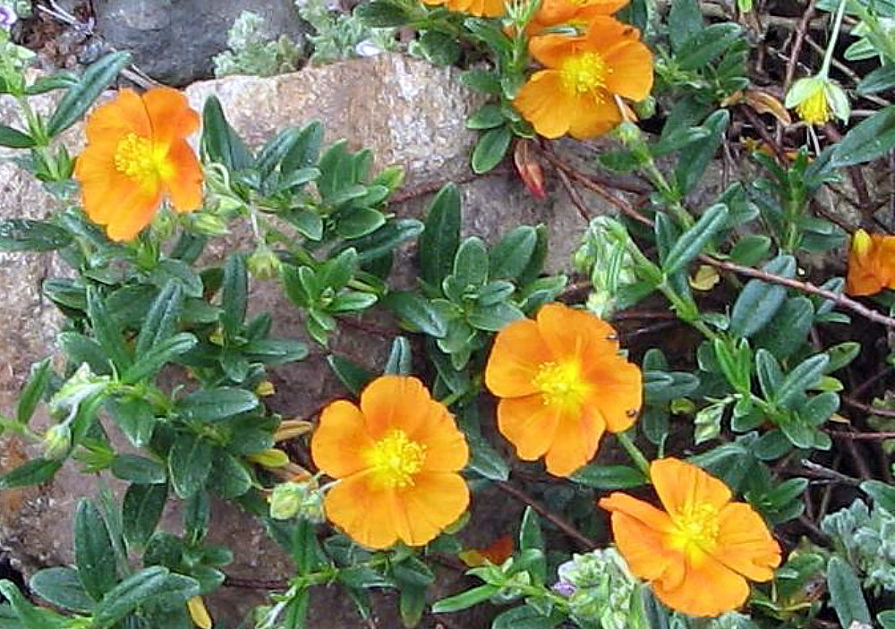 Bronze Carpet Sun Rose - Helianthemum - Quart Pot