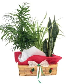 Parlor Palm, Spider Plant & Snake Plant In Holiday Wicker Basket - 10" X 4" X 3"