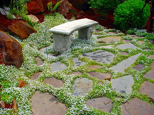 Blue Star Creeper - Isotoma - 3 Seasons Of Blooms - Gallon Pot - Image 4