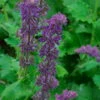 Purple Rain Salvia - Meadow Sage - Dwarf - Quart Pot