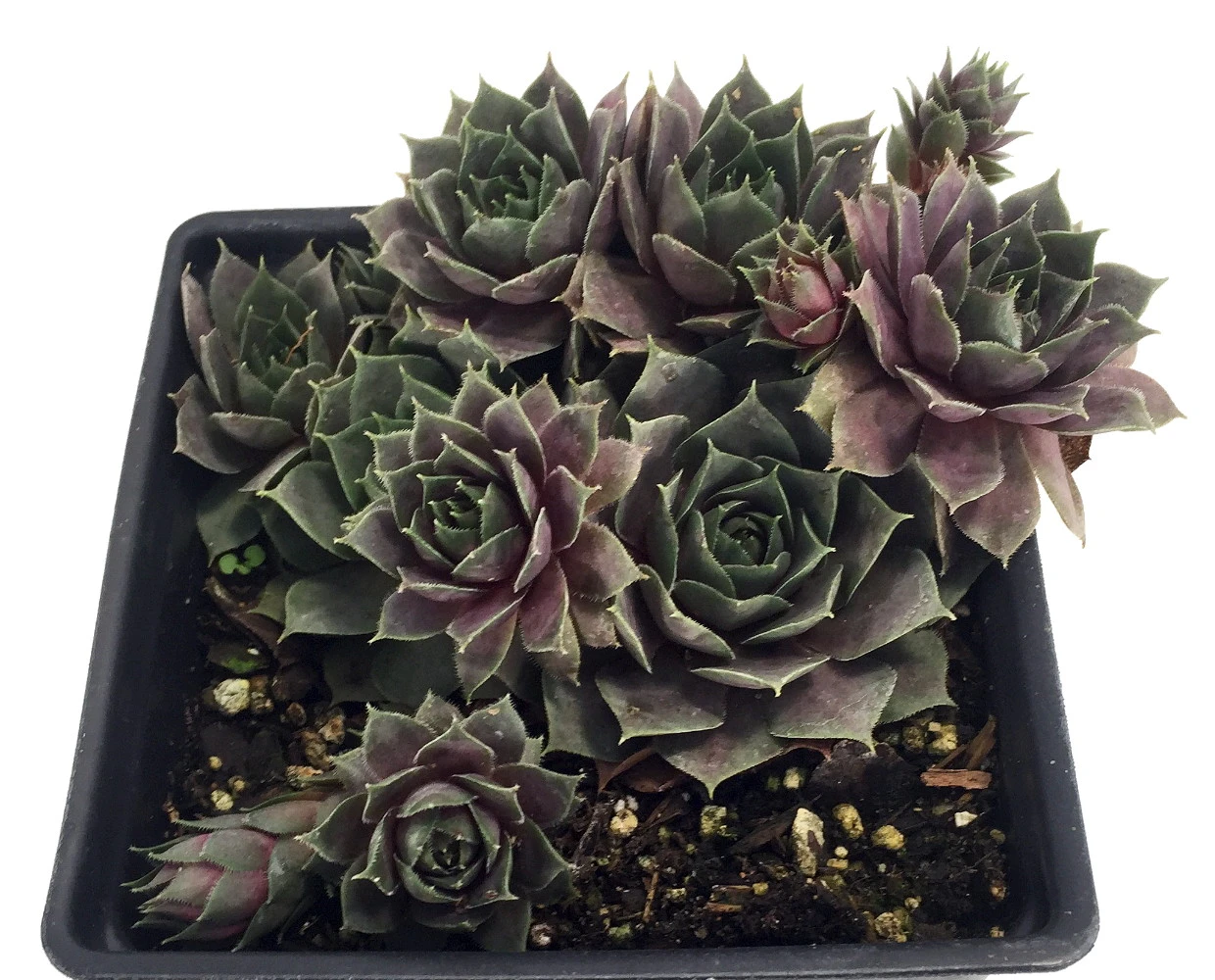 Silverine Moon Hens & Chicks - Sempervivum -Very Hardy - Quart Pot - Moon Charms