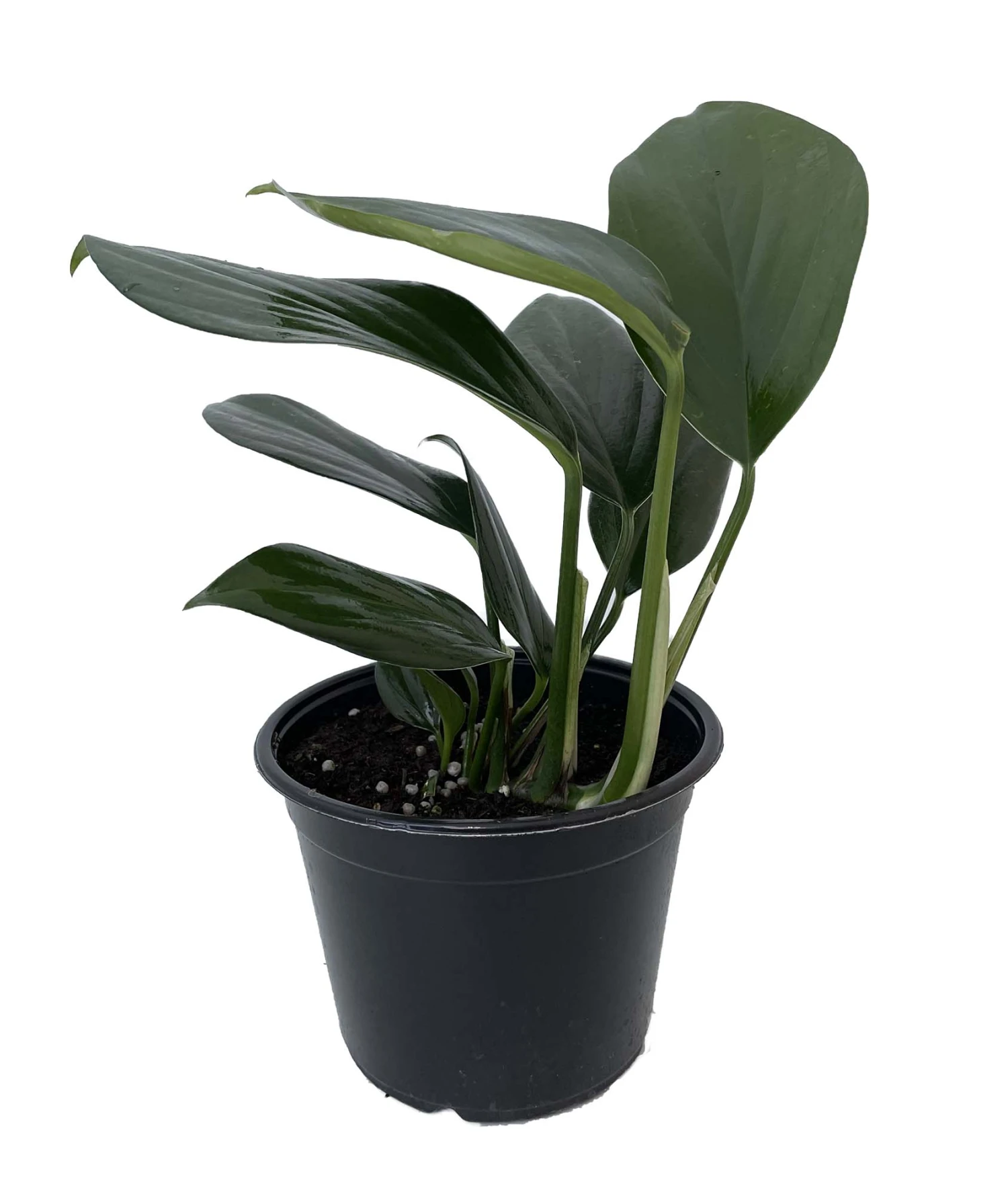 Dragon Tail/Centipede Tongavine Philodendron - Rhaphidorphora Decursiva - 6" Pot