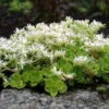 Larinem Park Woodland Sedum - Stonecrop - Loves The Sun - Quart Pot