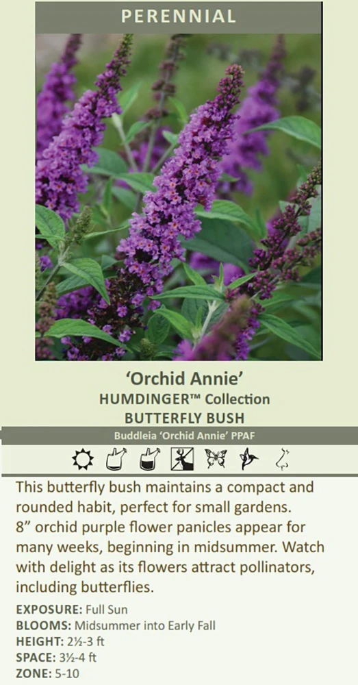 Humdinger® Orchid Annie Butterfly Bush - Buddleia - Compact - Gallon Pot - Image 3