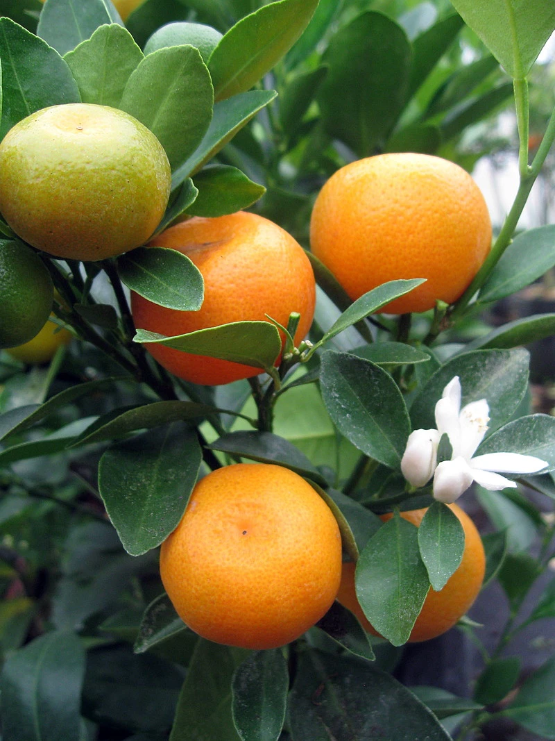 Miniature Orange Tree - Calamondin -8" Pot-NO SHIPPING TO TX, FL, AZ, CA, LA, HI - Image 3