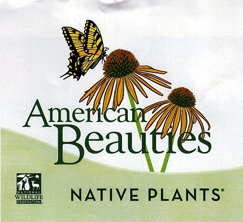 Viking Chokeberry Plant - Aronia - Shrub/Bonsai/Wine - 3.25" Pot - Image 4