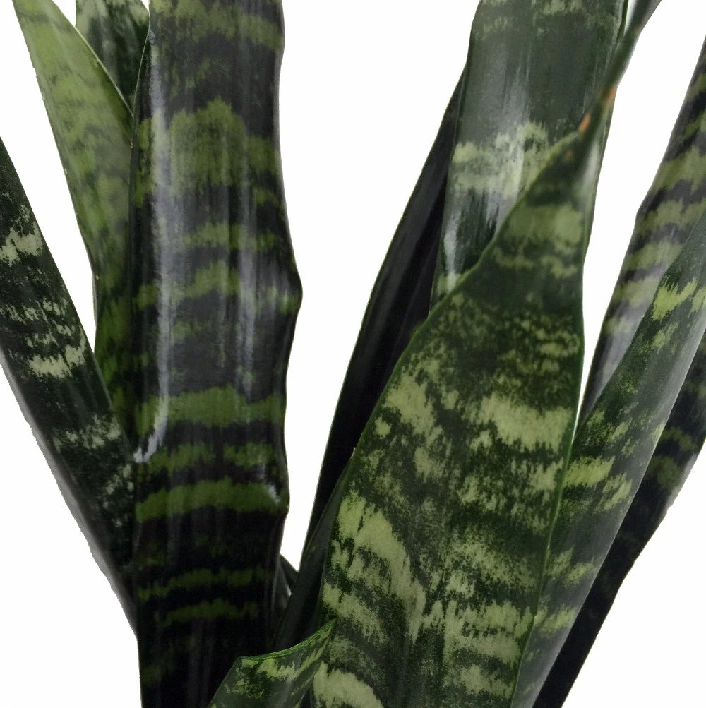 Black Coral Snake Plant - Sansevieria - Almost Impossible To Kill - 6" Pot - Image 2