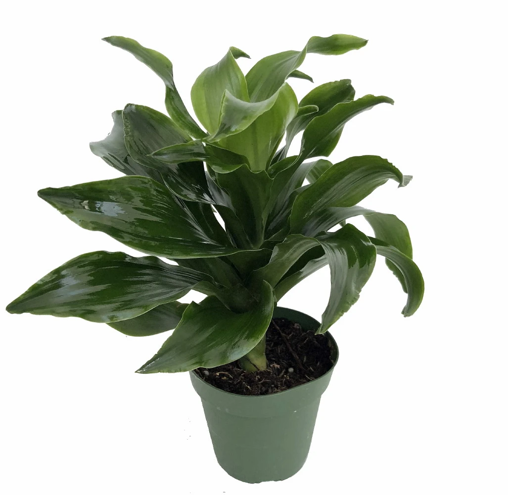 Twister Dragon Tree - Dracaena Fragrans - 6" Pot - Easy To Grow House Plant - Image 4