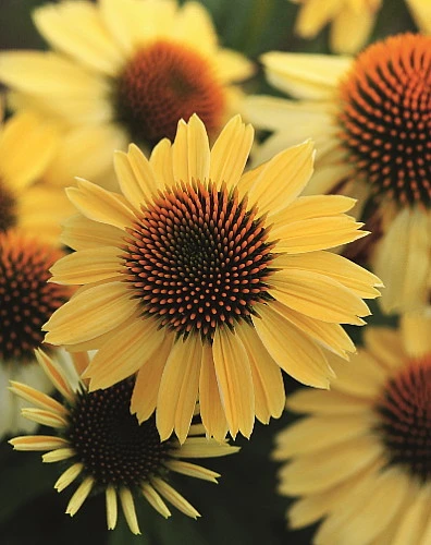 Sombrero® Lemon Yellow Coneflower Perennial - Echinacea - Gallon Pot