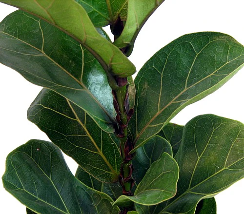 Hirt's Fiddleleaf Fig Tree - Ficus - Great Indoor Tree - Easy - 6" Pot - Image 2