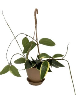 SALE - Rare Macro Wax Plant - Hoya Macrophylla - Collector's Series - 4.5" Hanging Basket