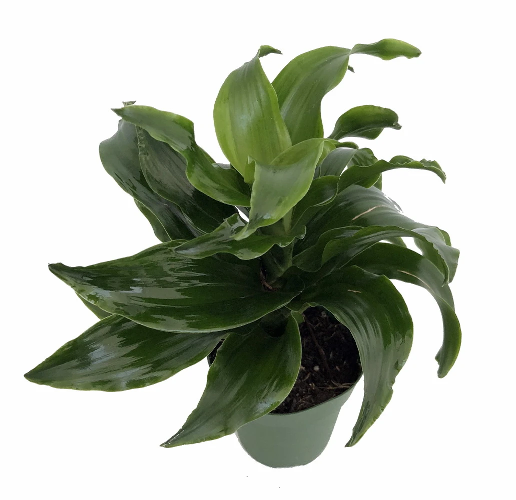 Twister Dragon Tree - Dracaena Fragrans - 6" Pot - Easy To Grow House Plant - Image 2