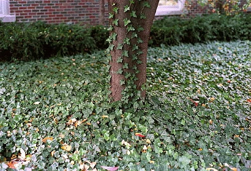 Thorndale English Ivy 48 Plants - Hardy Groundcover - 1 3/4" Pots - Image 4