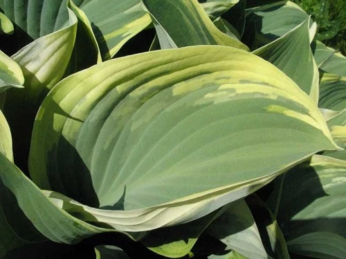 Regal Splendor Hosta - Shaped Gray-Green Leaves - Quart Pot