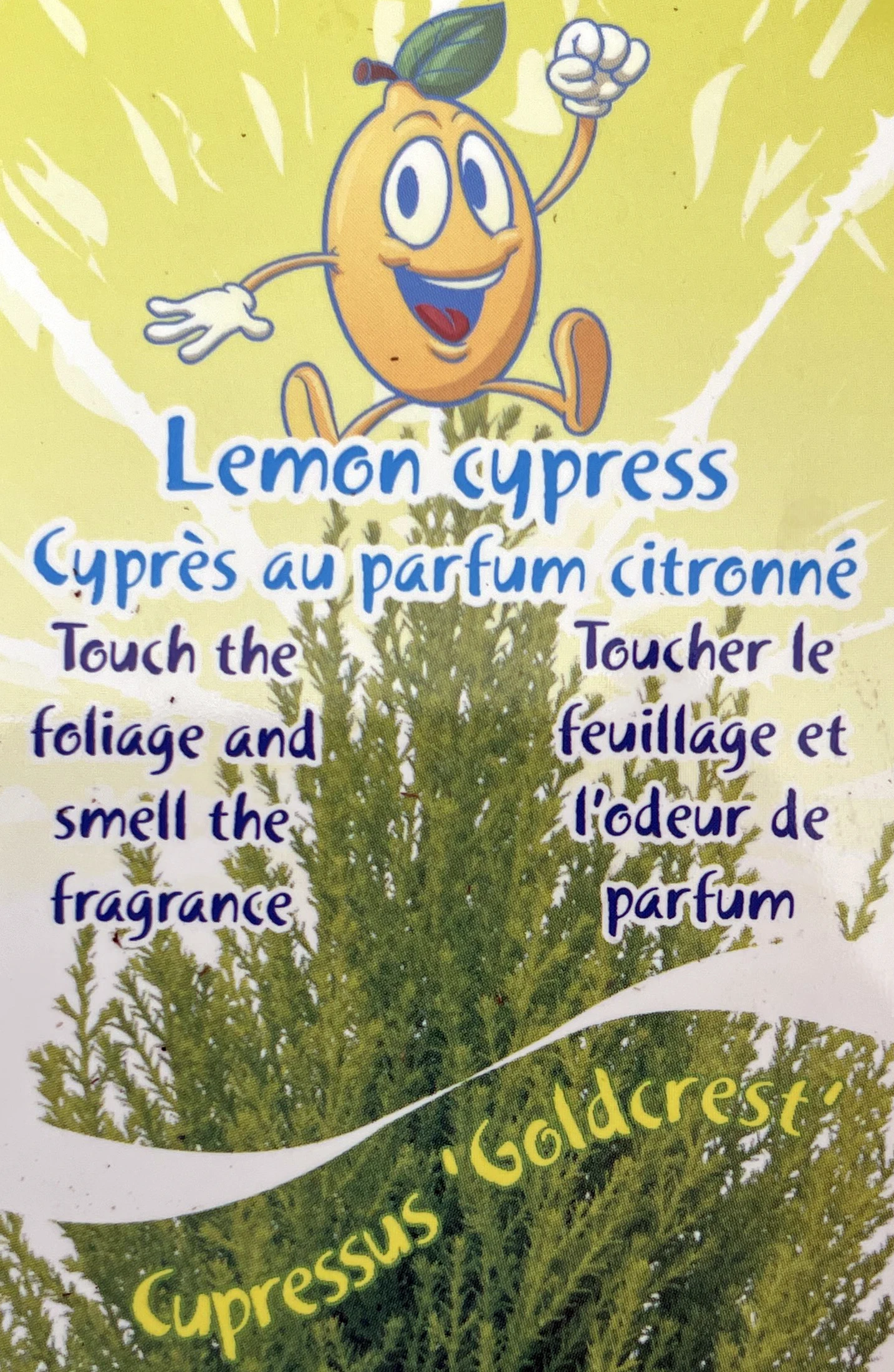 Lemon Scented Goldcrest Cypress Tree - Indoors/Out - 4.5" Pot - Image 4
