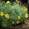 Sylvester Coreopsis Perennial Plant - Compact & Bushy - Very Hardy - Quart Pot