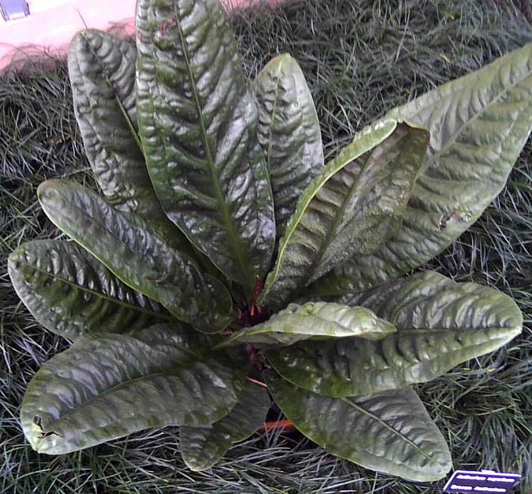 Bird's Nest Anthurium Superbum - Easy To Grow - 4" Pot - Collector's Series - Image 2