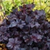 Obsidian Coral Bells - Heuchera - Shade Perennial - Gallon Pot