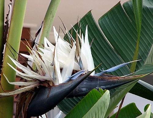 White Bird Of Paradise Plant - Strelitzia - 4" Pot - Collector's Series - Image 2