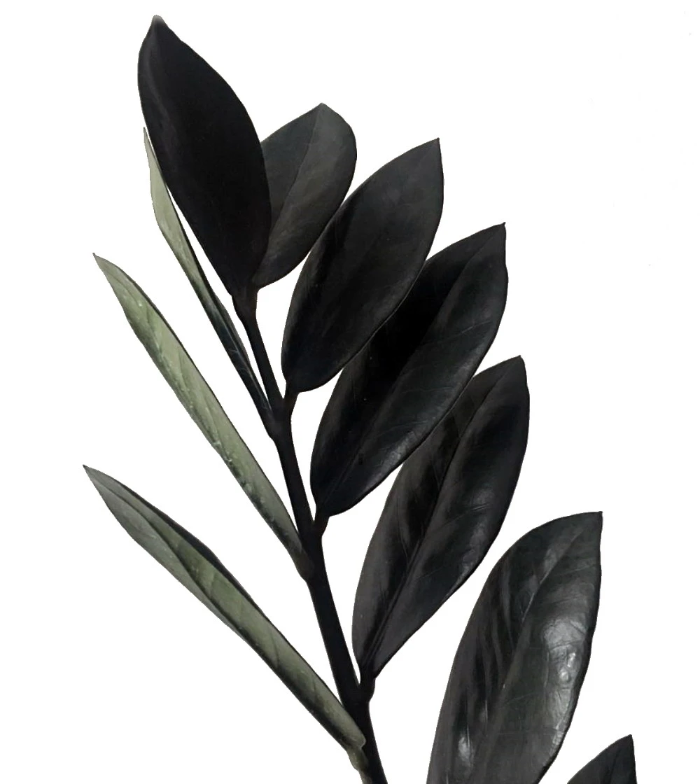 Rare Black Raven ZZ Plant - Zamioculcas Zamiifolia - 6" Pot - Collector's - Image 2