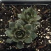 Desert Bloom Hens & Chicks - Sempervivum - Very Hardy - Quart Pot