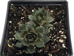 Desert Bloom Hens & Chicks - Sempervivum - Very Hardy - Quart Pot
