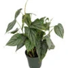 Brandi Philodendron - Easiest House Plant To Grow - 4" Pot