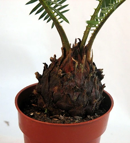 Sago Palm - Living Fossil Plant - Cycas Revoluta - 4" Pot - Image 2