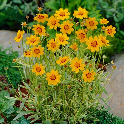 Tequila Sunrise Coreopsis Perennial Plant - Quart Pot - Image 2