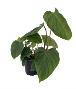 Rare Fuzzy Petiole - Philodendron - Collector's Series - 6" Pot