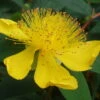 St. John's Wort Perennial Plant - Hypericum Calycinum - Gallon Pot