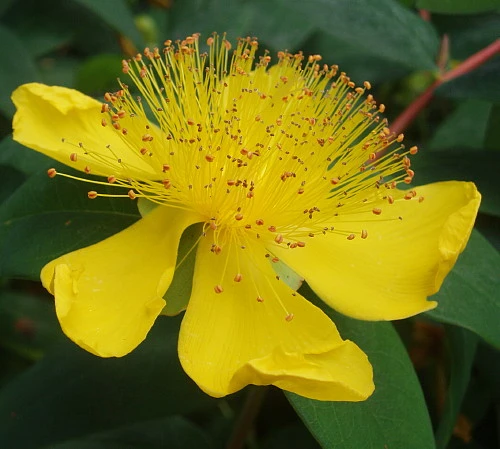 St. John's Wort Perennial Plant - Hypericum Calycinum - Gallon Pot